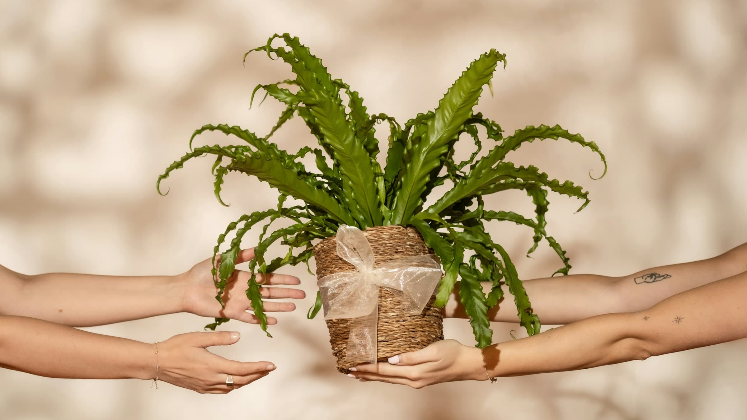 Manos extendiéndose para sostener un helecho verde en una canasta tejida con un lazo decorativo, sobre un fondo beige con sombras suaves.