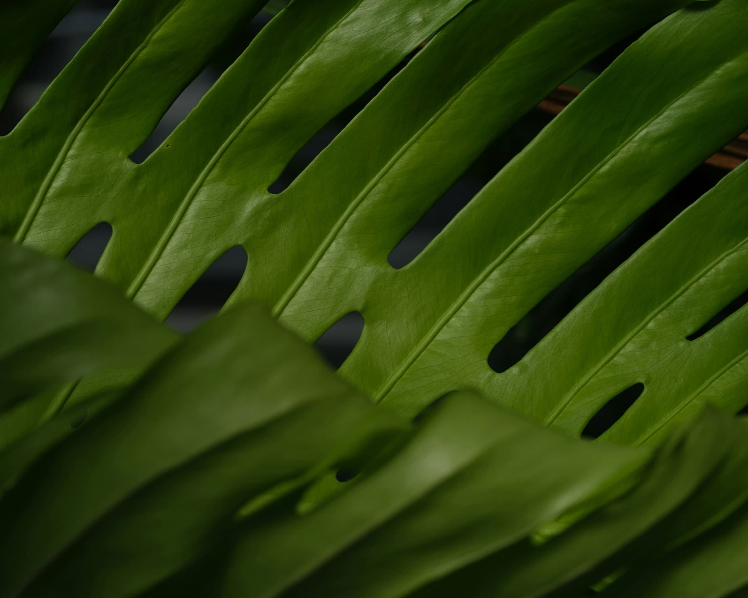 Primer plano de una hoja verde vibrante con perforaciones, que muestra su textura suave y detalles naturales.